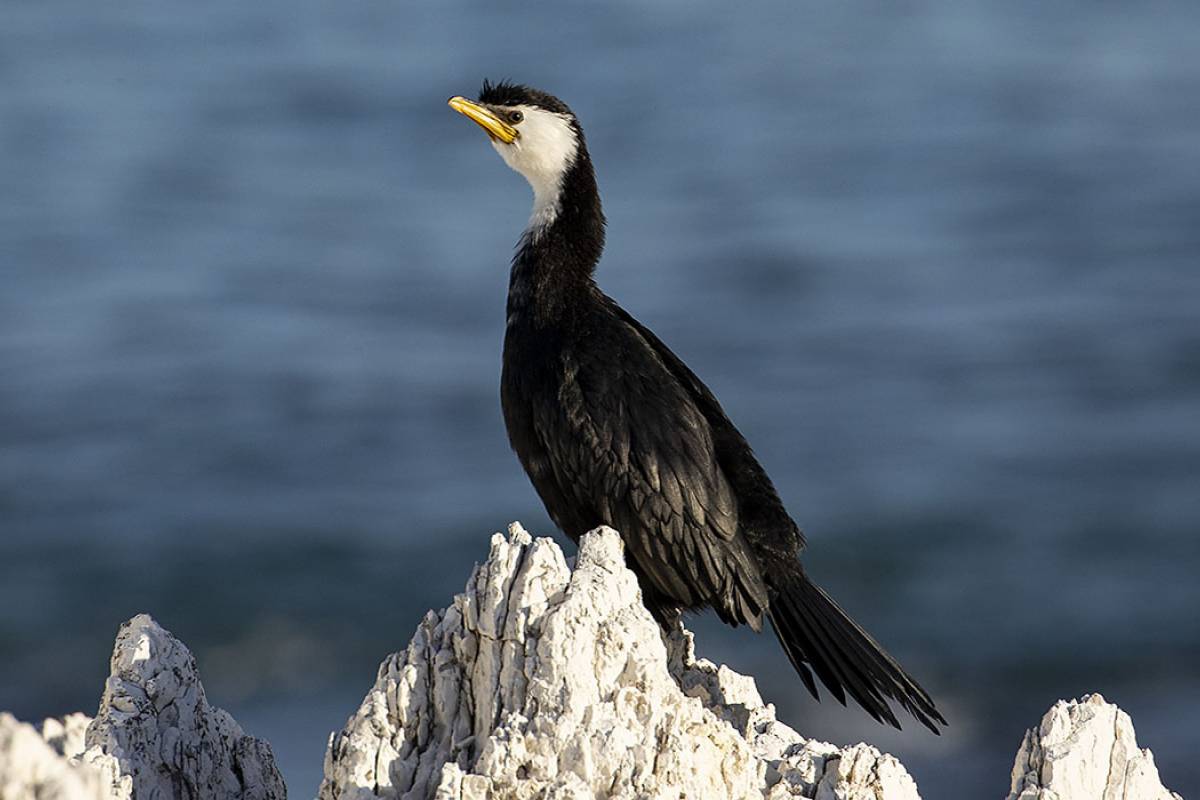 Little Shag