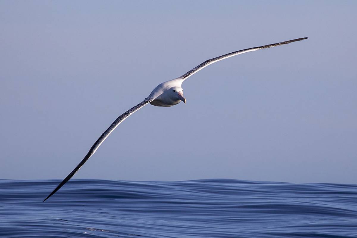 Great Albatross