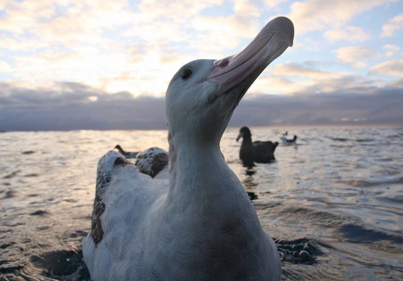 Albatross Conservation: It’s up to all of us.