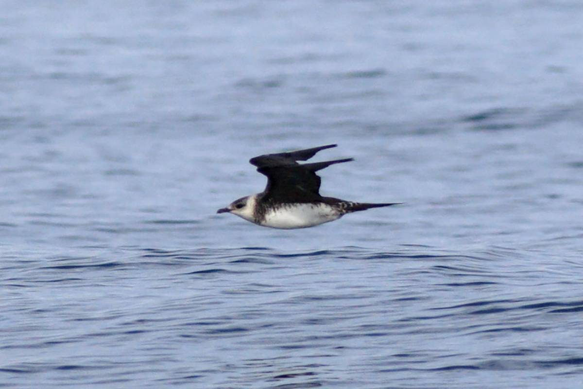 Arctic Skua
