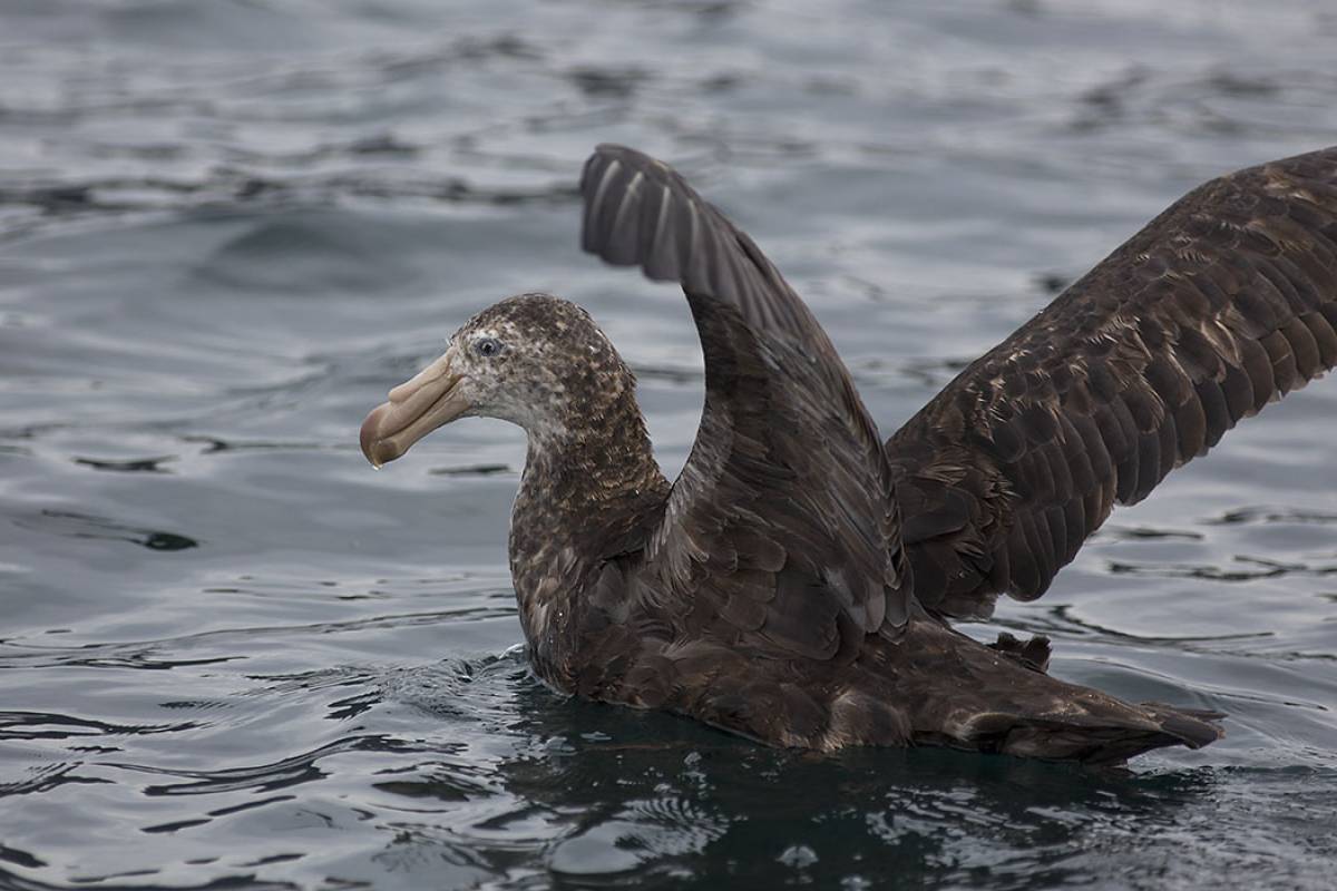 Giant Northern Petrel