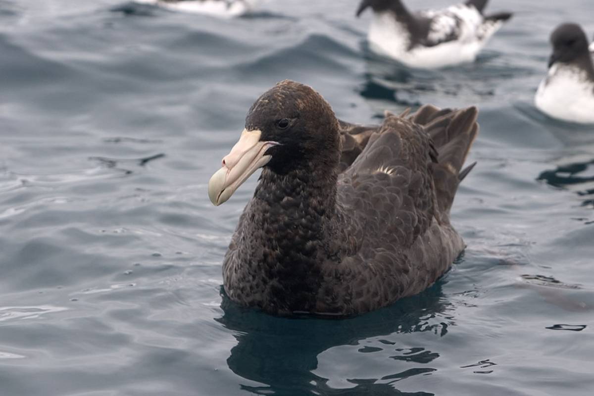 Giant Southern Petrel