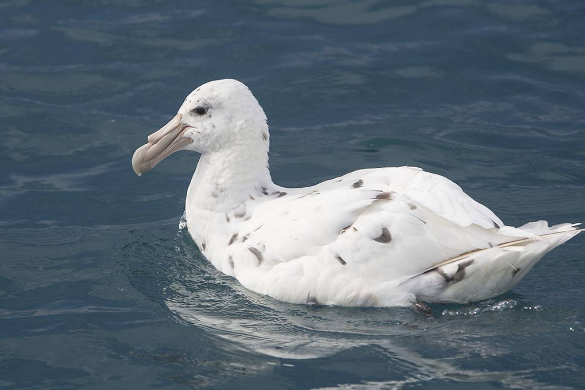Giant Southern White Morph Petrel