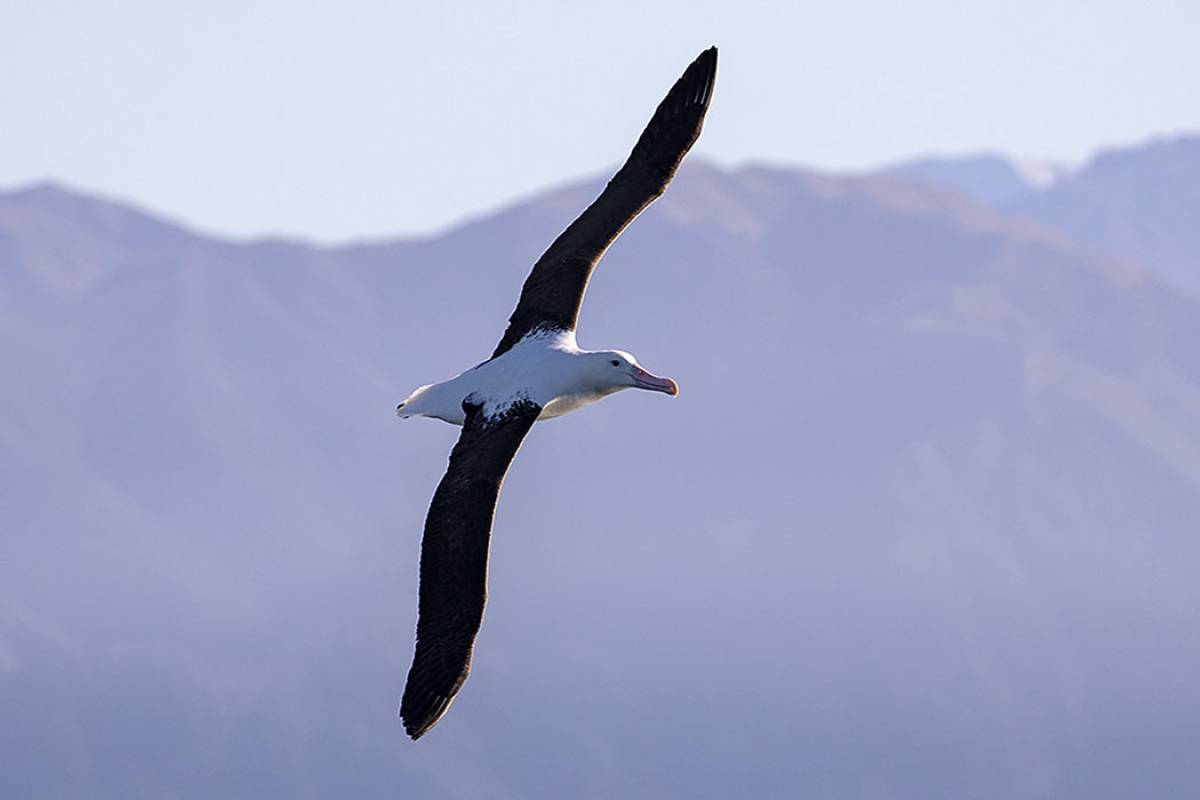 Northern Royal Albatross