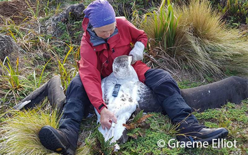 Tracker on Antipodean Albatross
