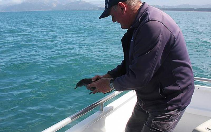 Skipper Gary Releasing a Fledged Hutton's