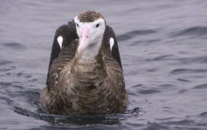 Antipodean Albatross