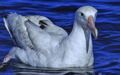 Snowy Albatross