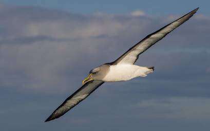 Buller's Albatross