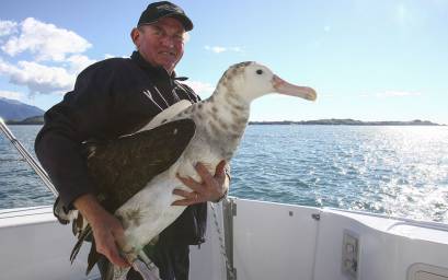 Skipper Gary with Banded Albatross Orange 512