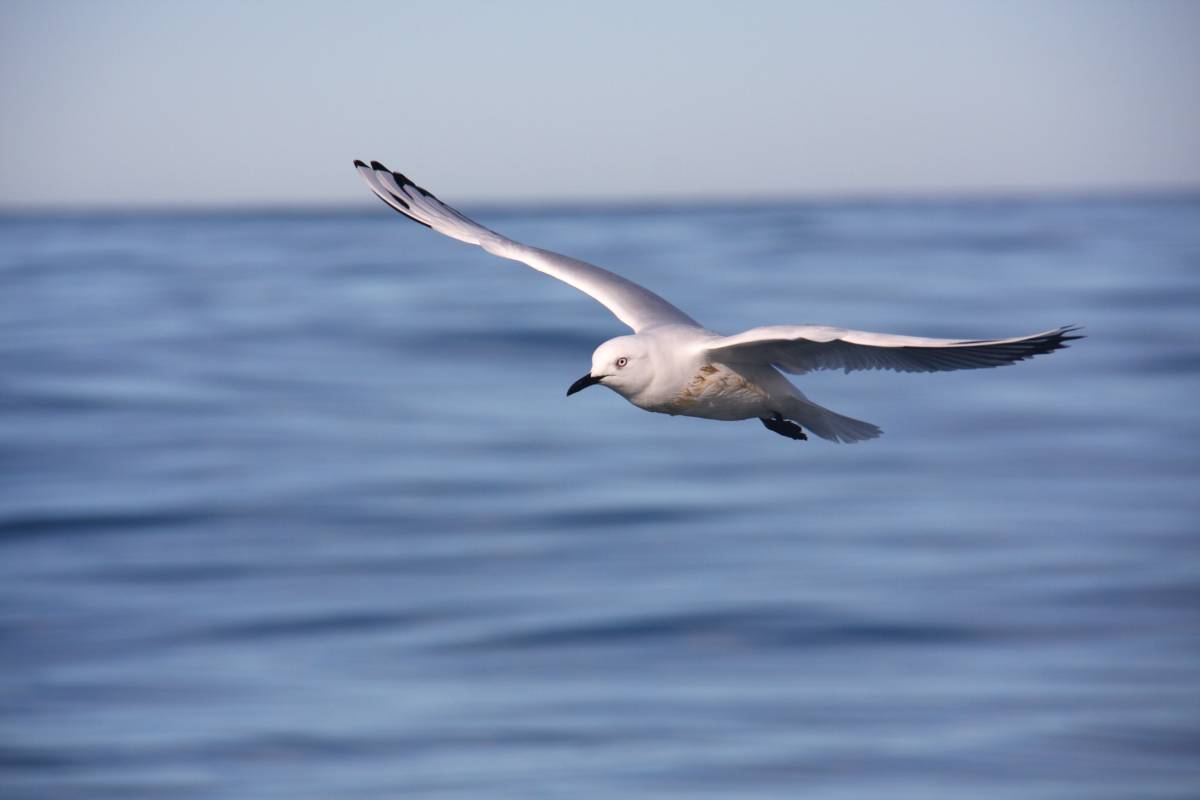 Black-billed gull