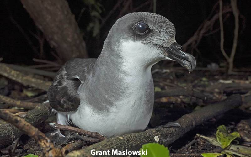 Chatham Petrel v6