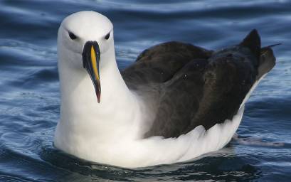 Yellow-nosed Albatross