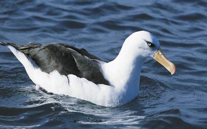 Campbell Island Albatross
