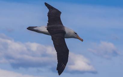 Subantarctic Black-browed Albatross