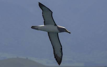 Salvin's Albatross