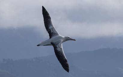 Southern Royal Albatross