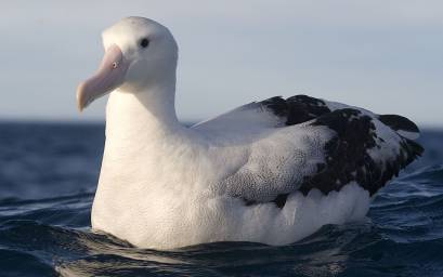 Gibson's Albatross