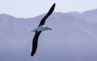 Northern Royal Albatross